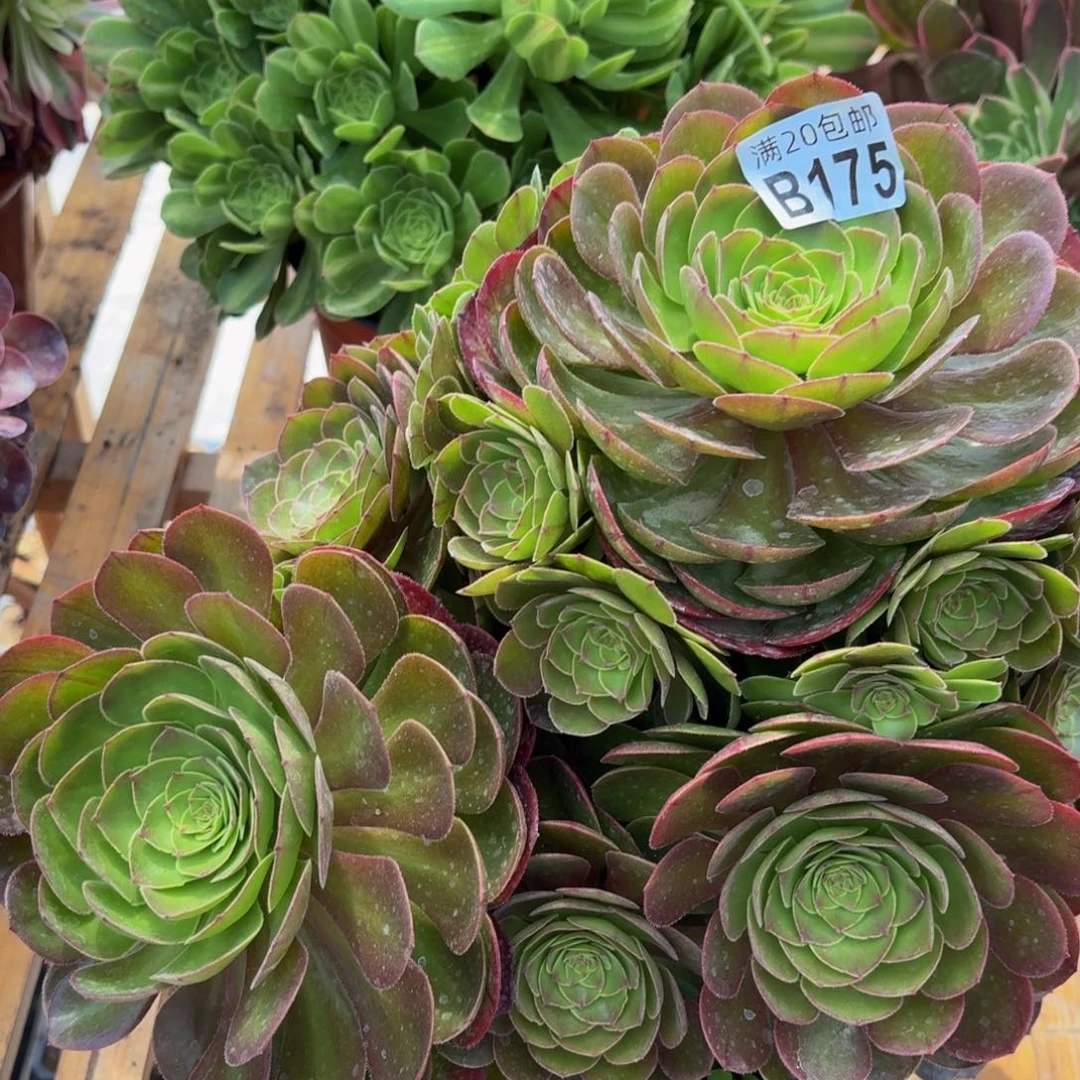 无花朵175多肉植物捧花的