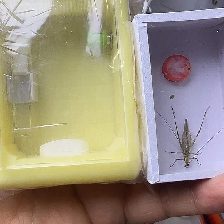 文***修蟋蟀哈哈哈哈哈哈哈哈哈哈