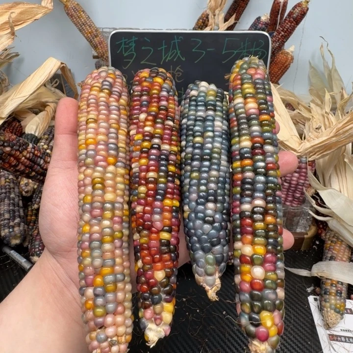 柏香籽/百香籽吊坠狂****c