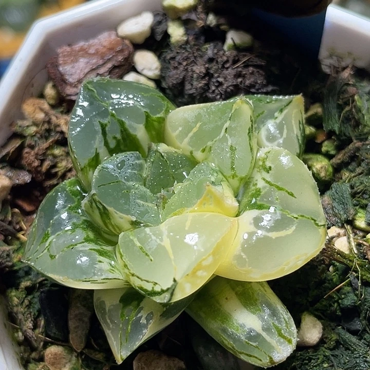 523莫迪卡锦特选福利一物