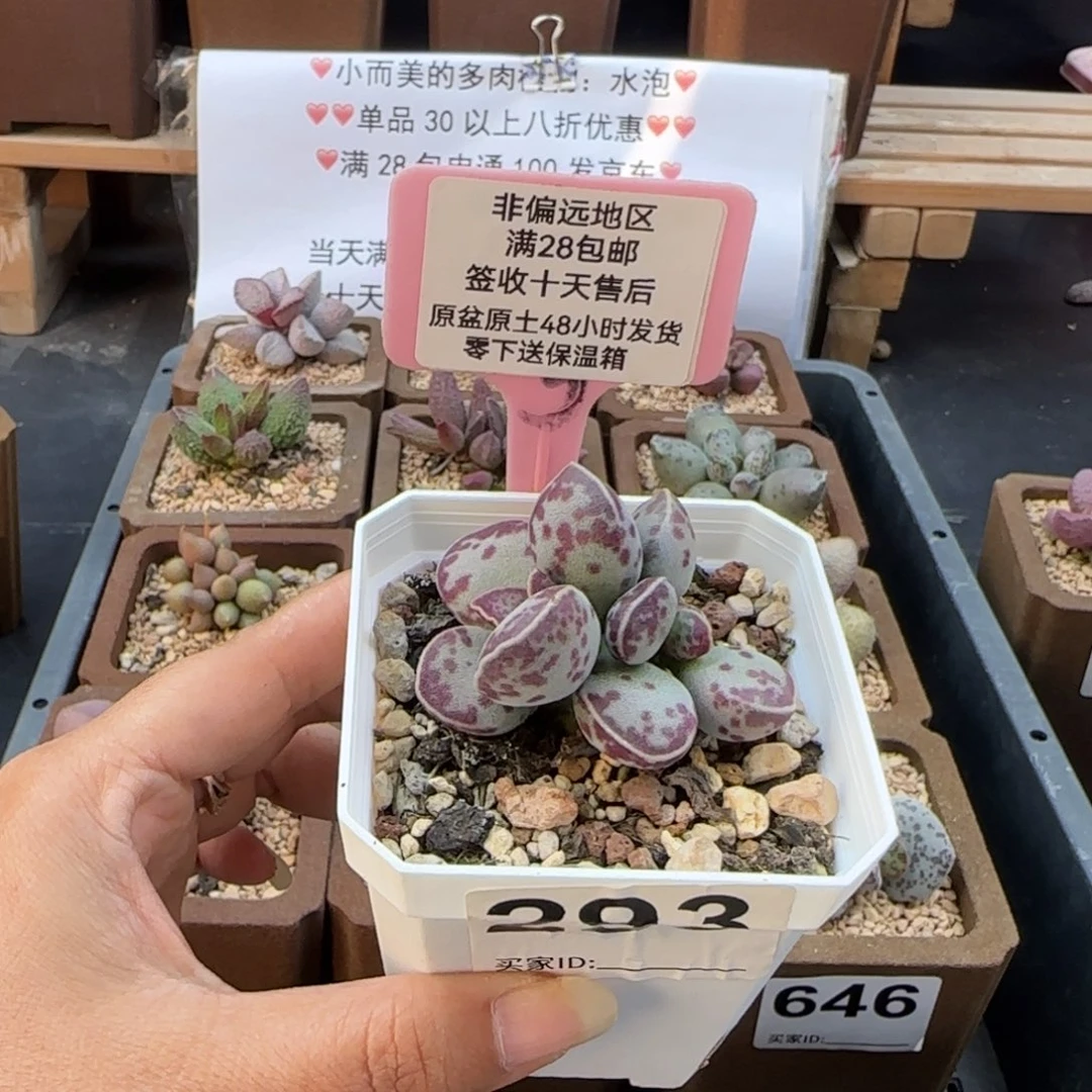 浪**。60艾薇蛋多肉植物