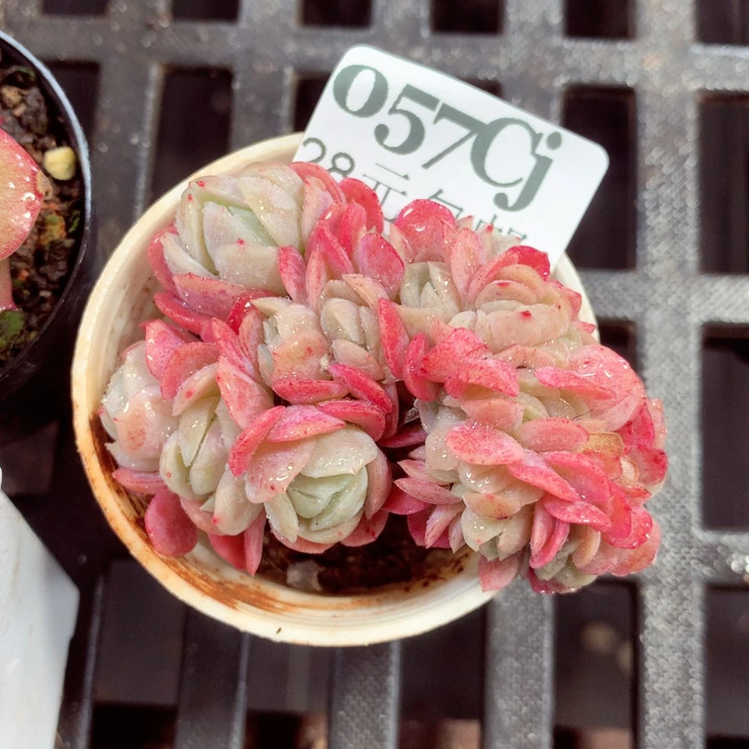 5厘米盆精控多肉057