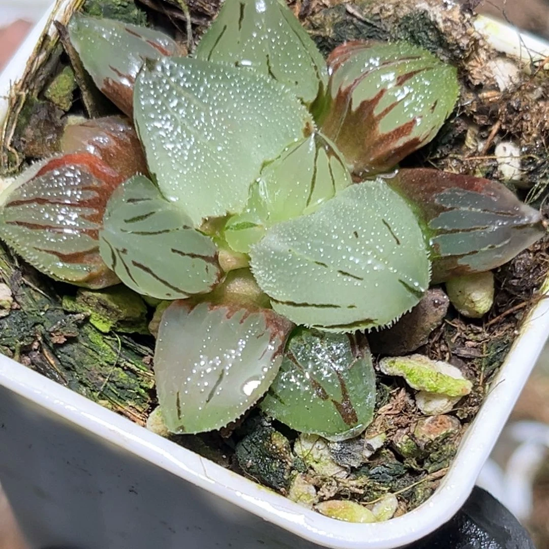恭喜发财大吉大利4079