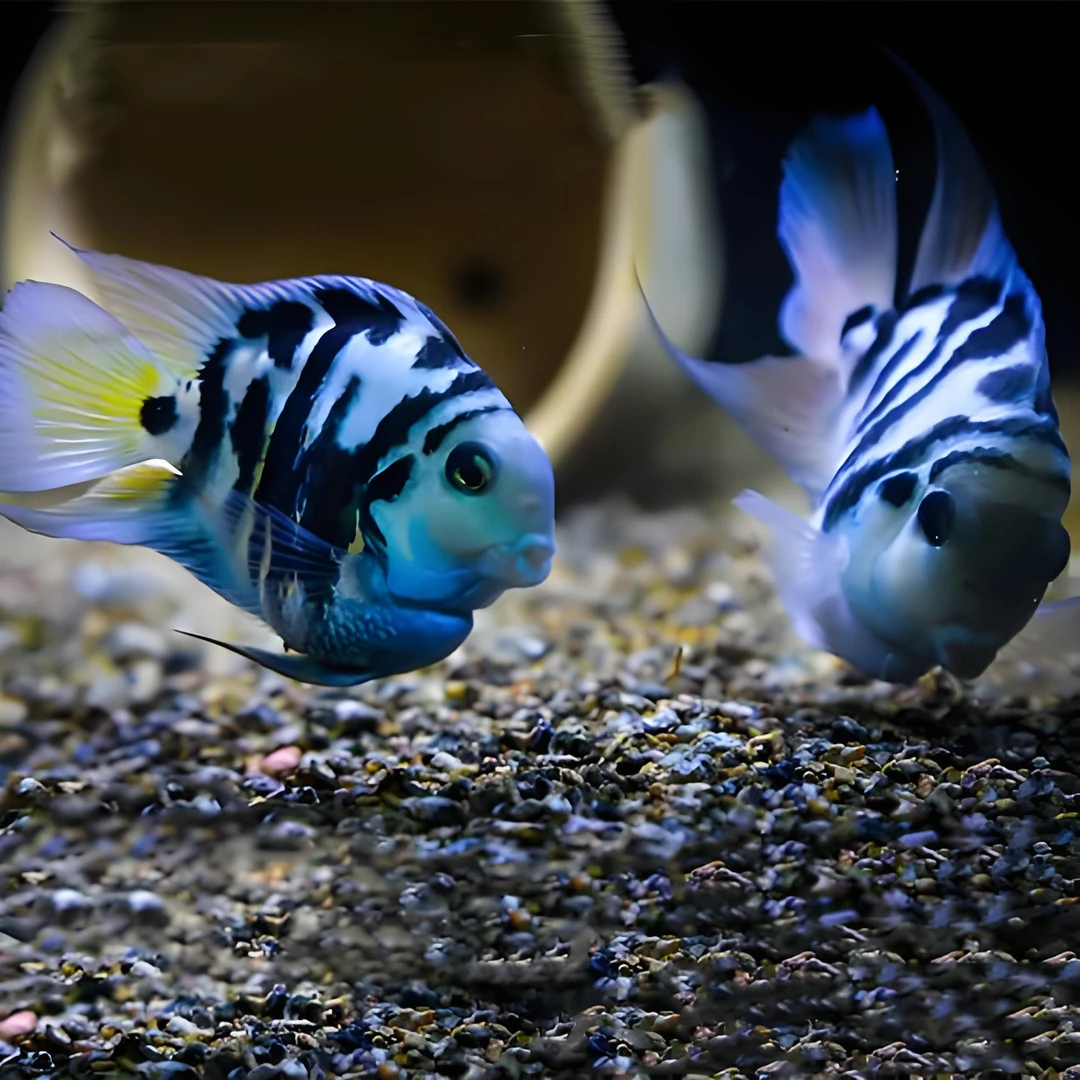 迷你鹦鹉鱼短鲷好养耐活繁殖爆缸小王子自己产卵自己带娃