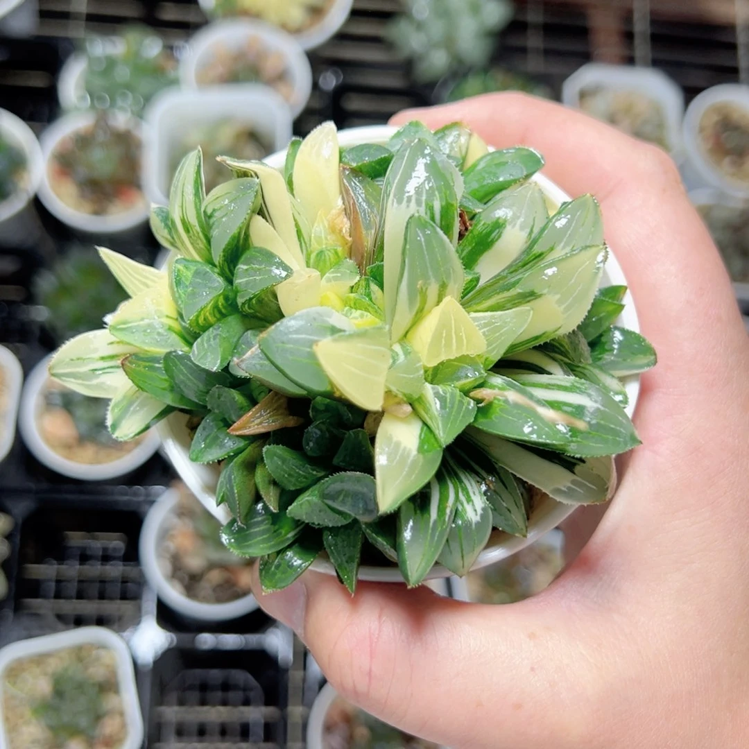 琉**儿3031多肉植物一颗