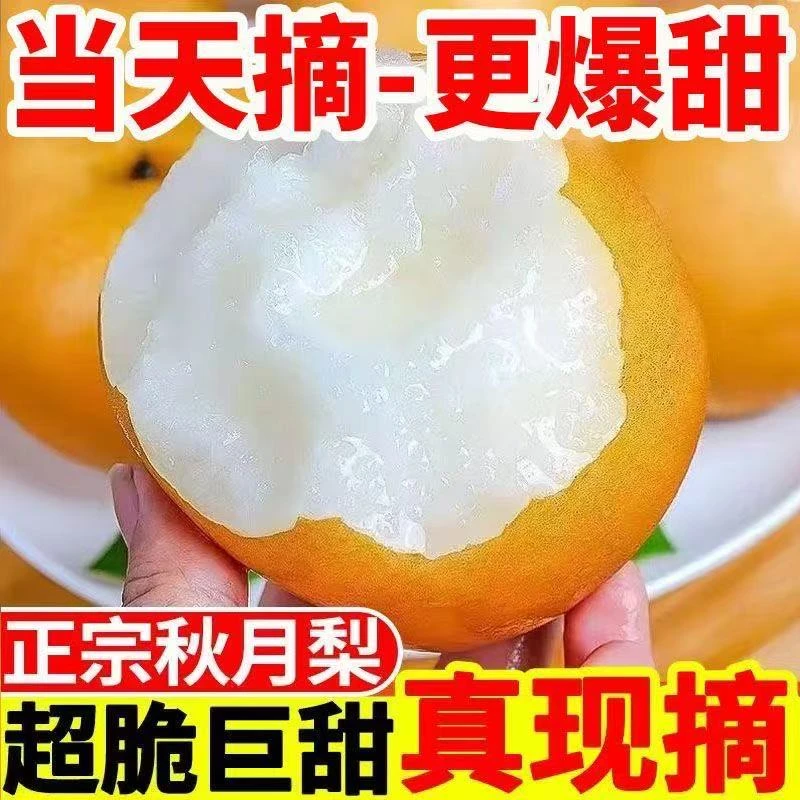 山东秋月梨新鲜应季细腻无渣现摘现发正宗脆甜多汁水果整箱送礼