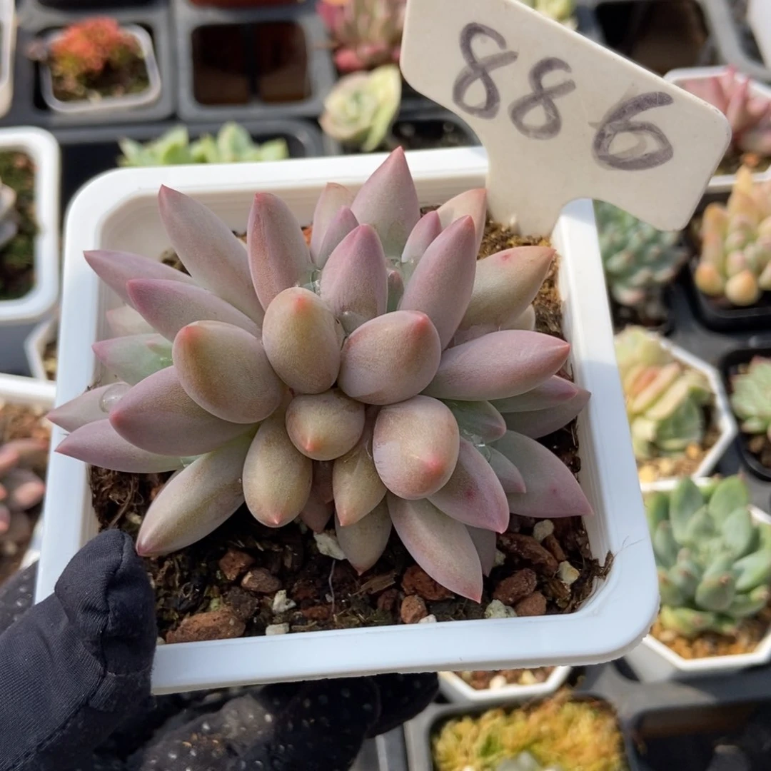 886车厘子多肉植物保护