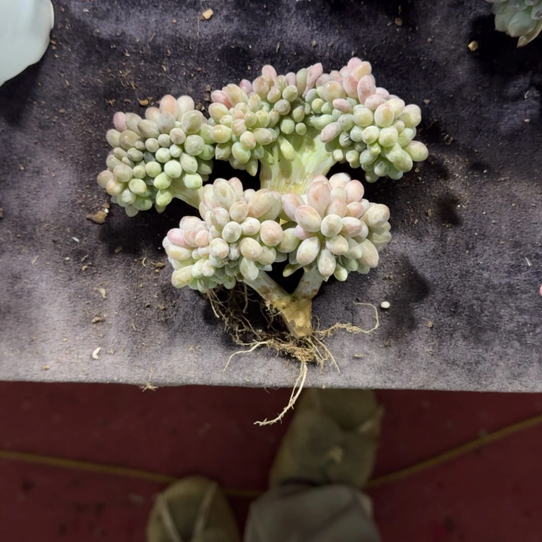 两颗汤圆缀化一物一拍