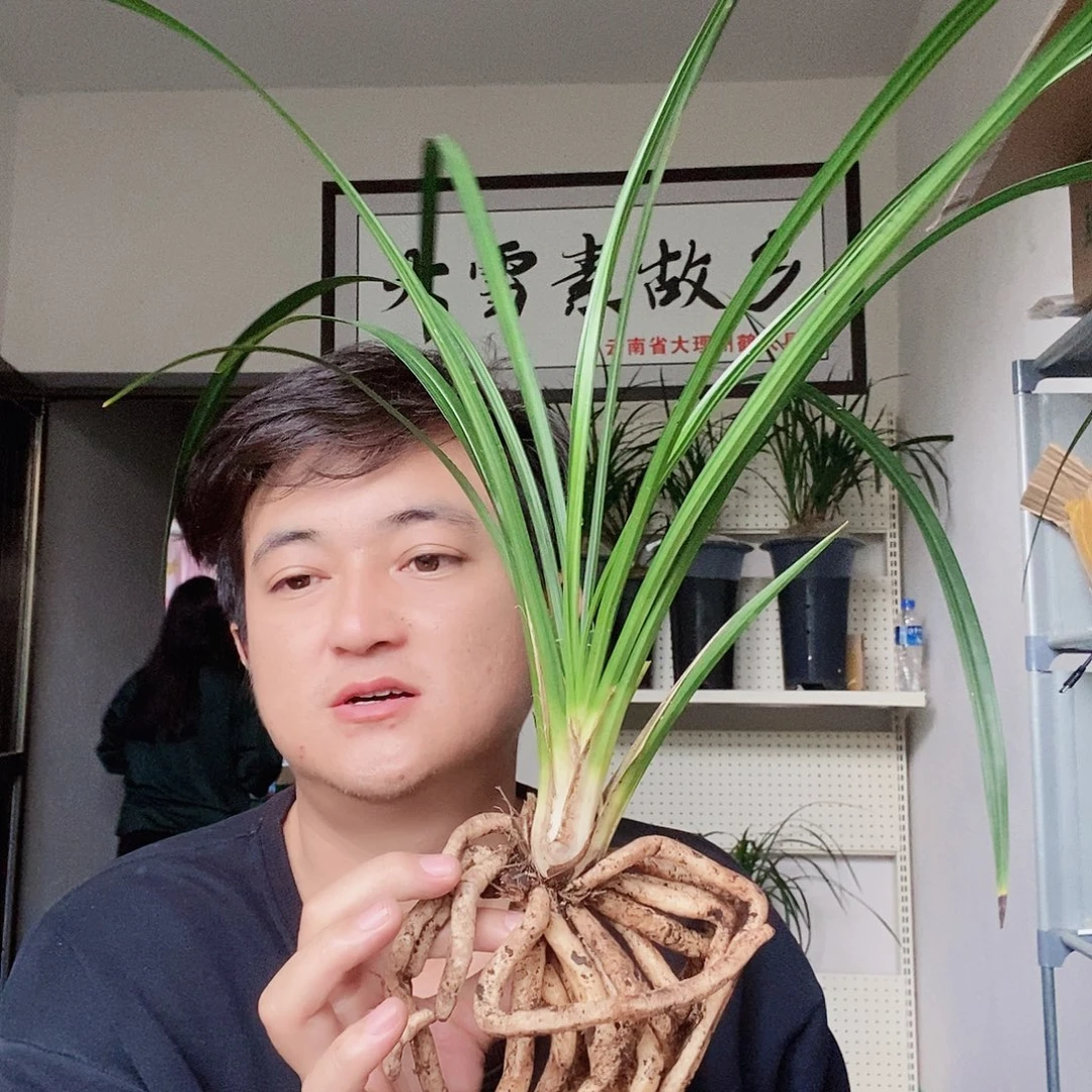 大部分花苞少量开放