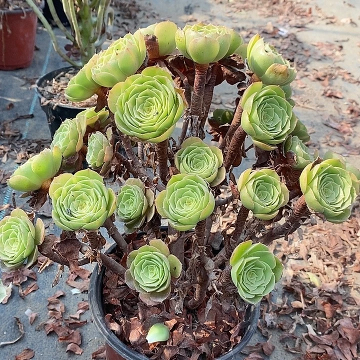 万圣节多肉植物005