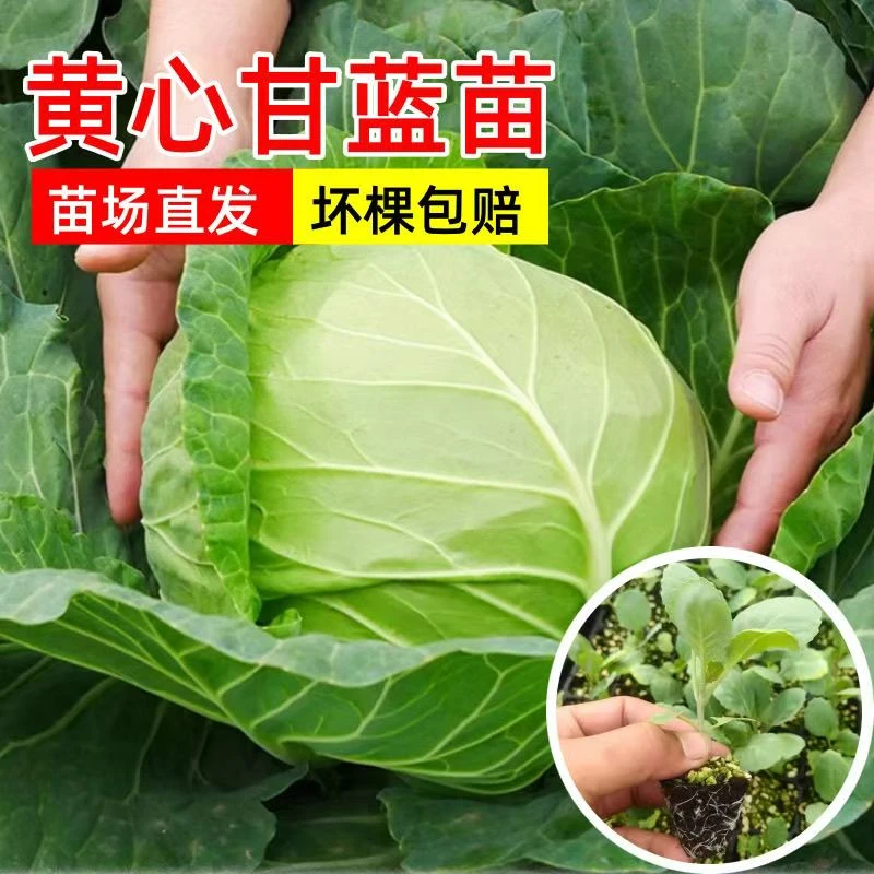 正宗绿甘蓝秧苗卷心菜秧苗绿甘蓝苗秋冬耐寒蔬菜苗冬天菜苗包菜苗