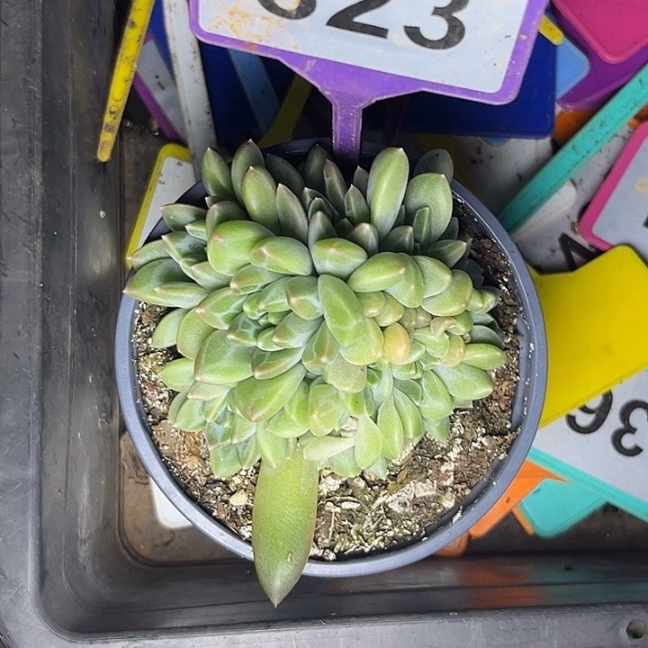 多肉植物雨花石823