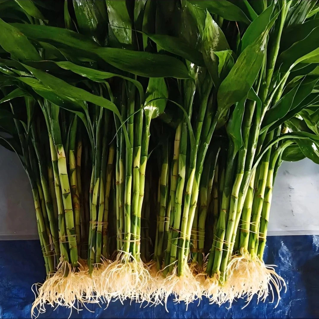 【养死包赔】带根精品富贵竹可土培水培植物富贵竹水养绿植净化空气