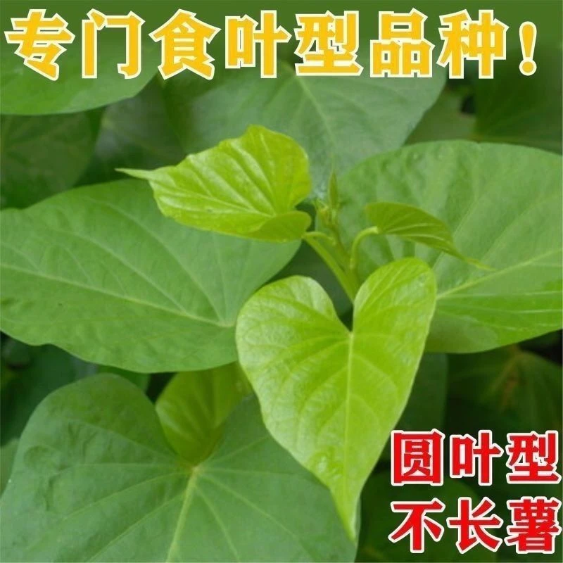 专吃叶子红薯叶苗新鲜四季红薯地瓜叶食叶红薯不带根新鲜种植采摘