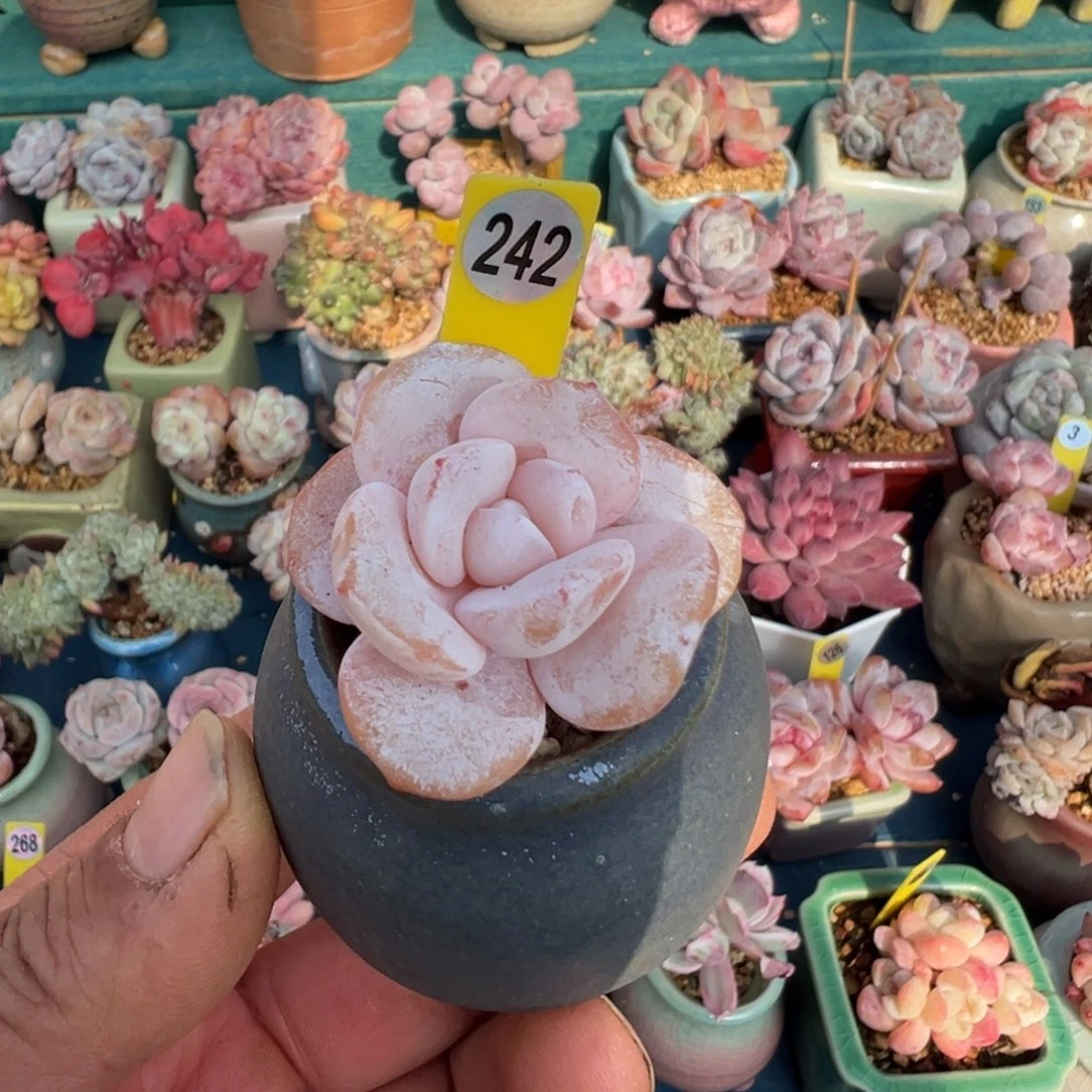 242号雪莲带盆土发货