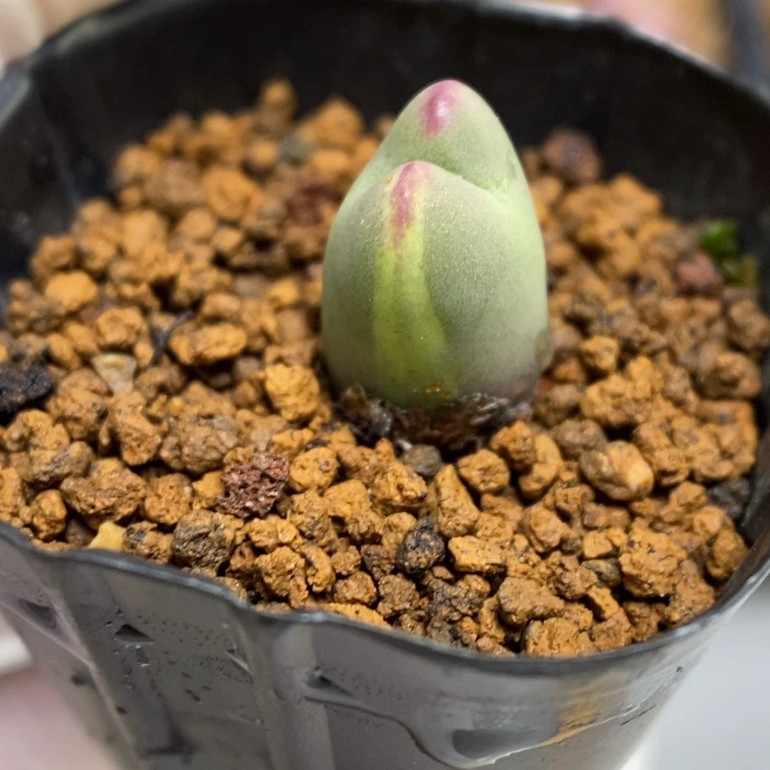 多肉植物肉锥杂交K-659 将杂锦