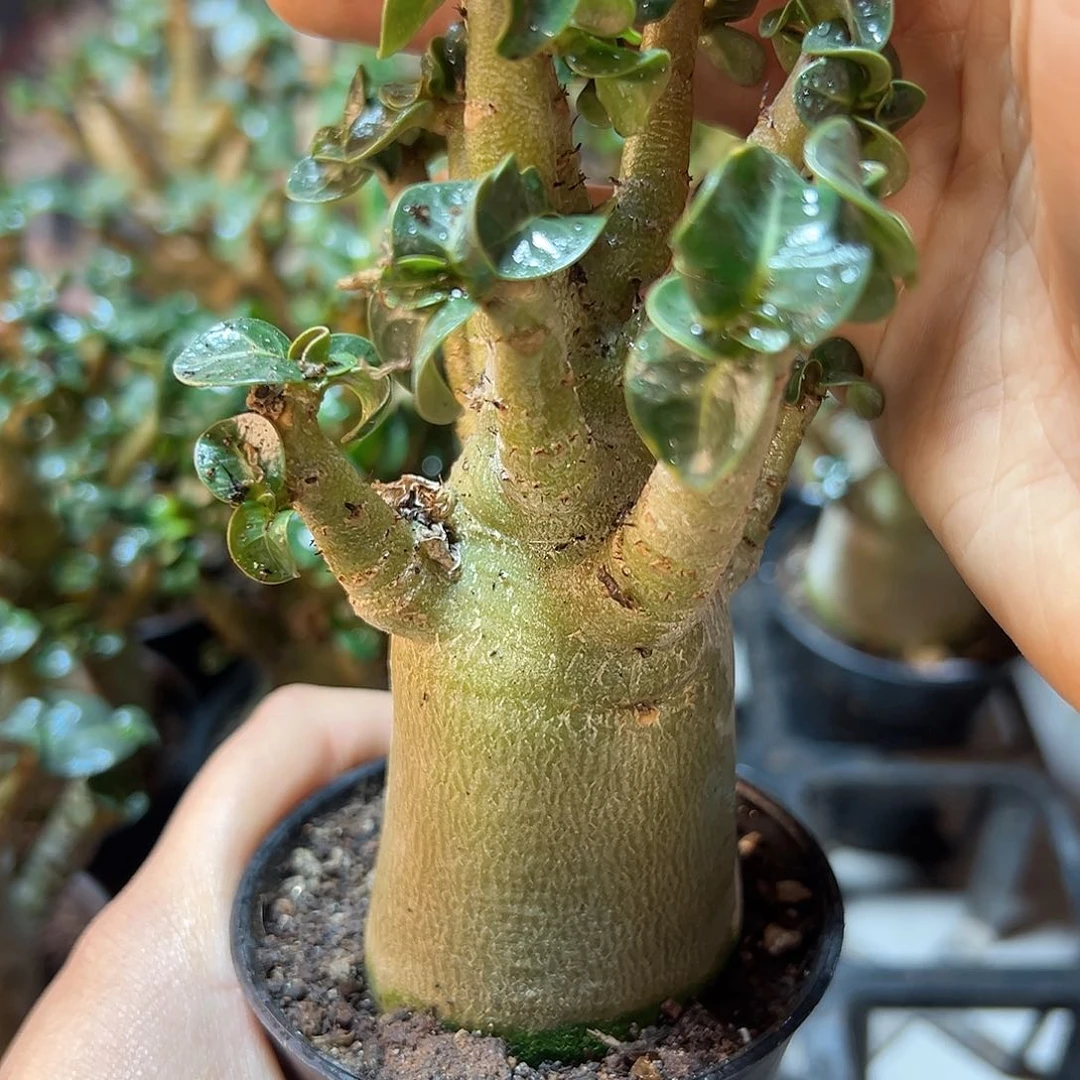 哥斯啦莎漠玫瑰4.1公分带盆