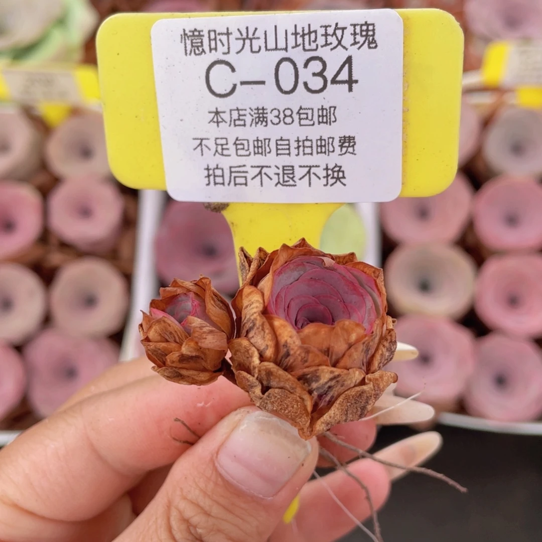 山地玫瑰C034满38包邮裸根发货