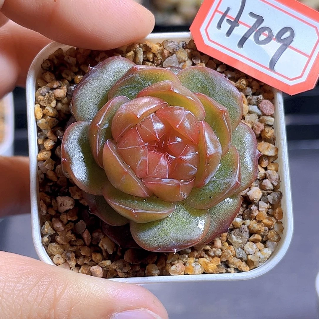 H709  榴月 满18包邮