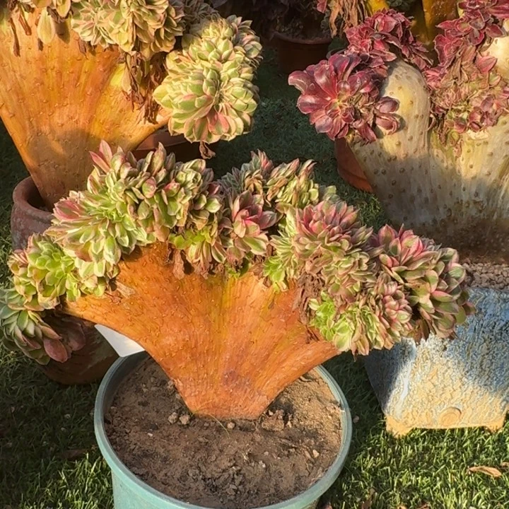 荔枝法师锦缀化796