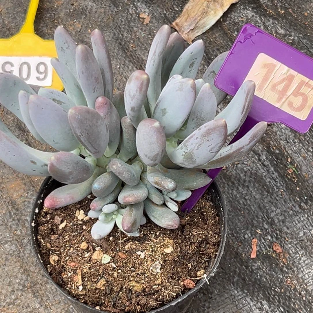 多肉植物普齐飞个体145