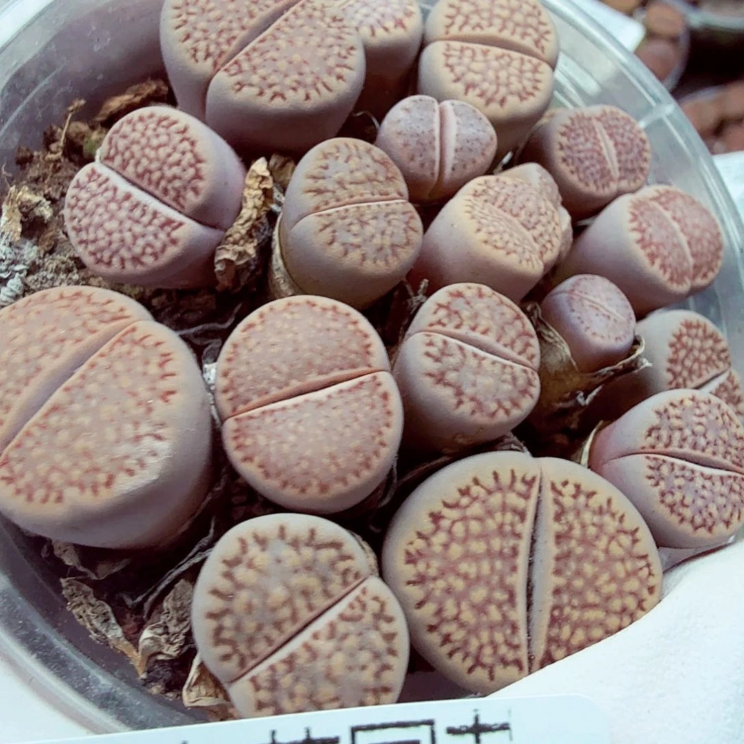 哈哈笑不出话就254