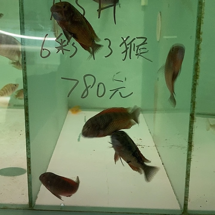 海水鱼蝴蝶鱼红彩虹