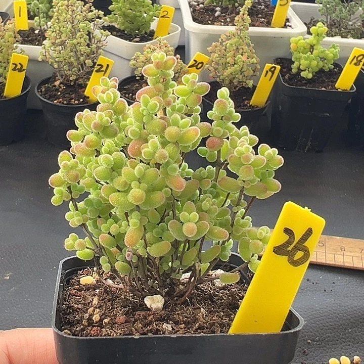 26号彩色蜜橘5.5厘米盆