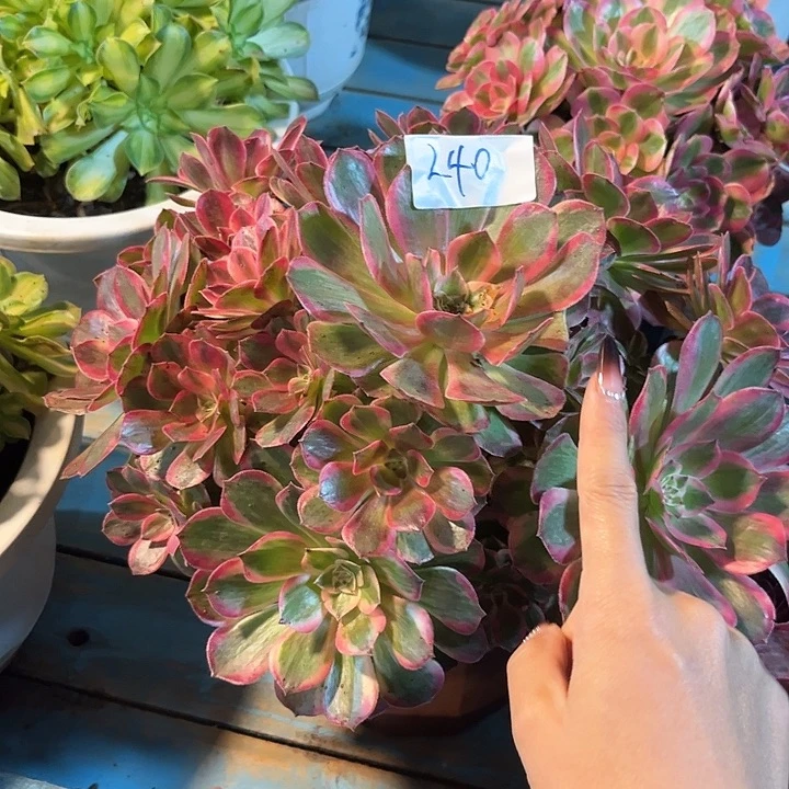 240云荷朵朵发发发