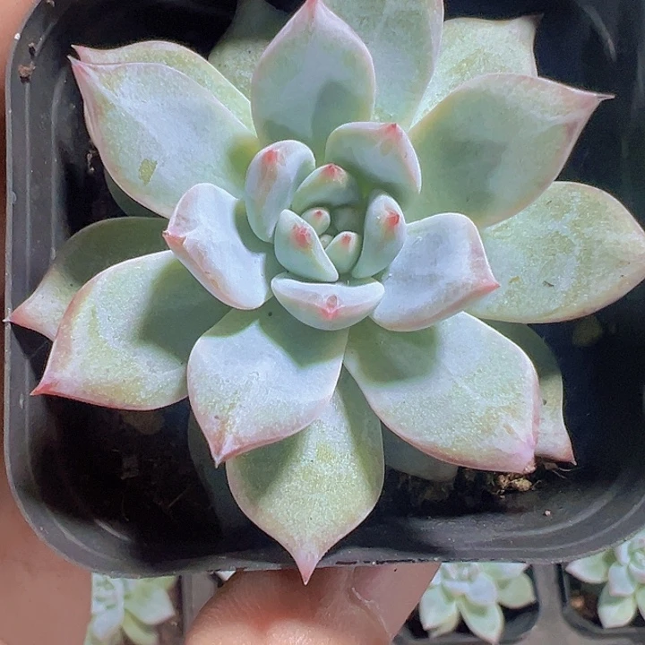 薄叶蓝鸟精品多肉植物