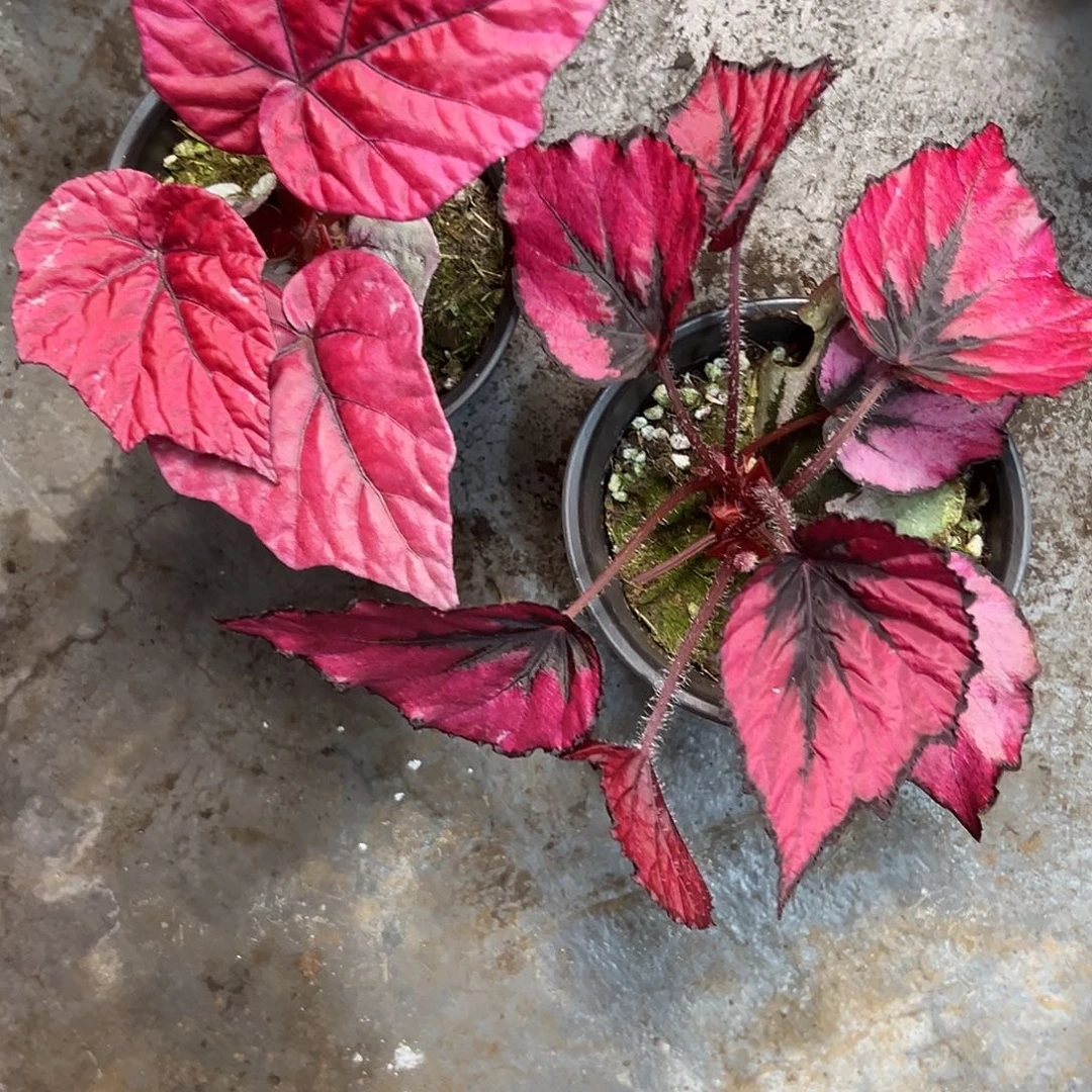 ****吖无花朵42秋海棠清货福利