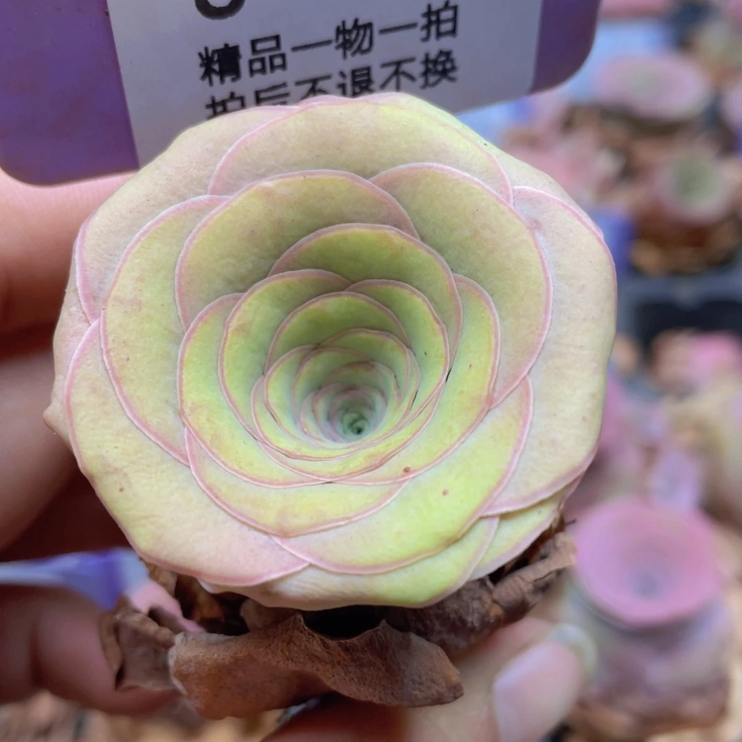 山地玫瑰J630裸根发货不售后