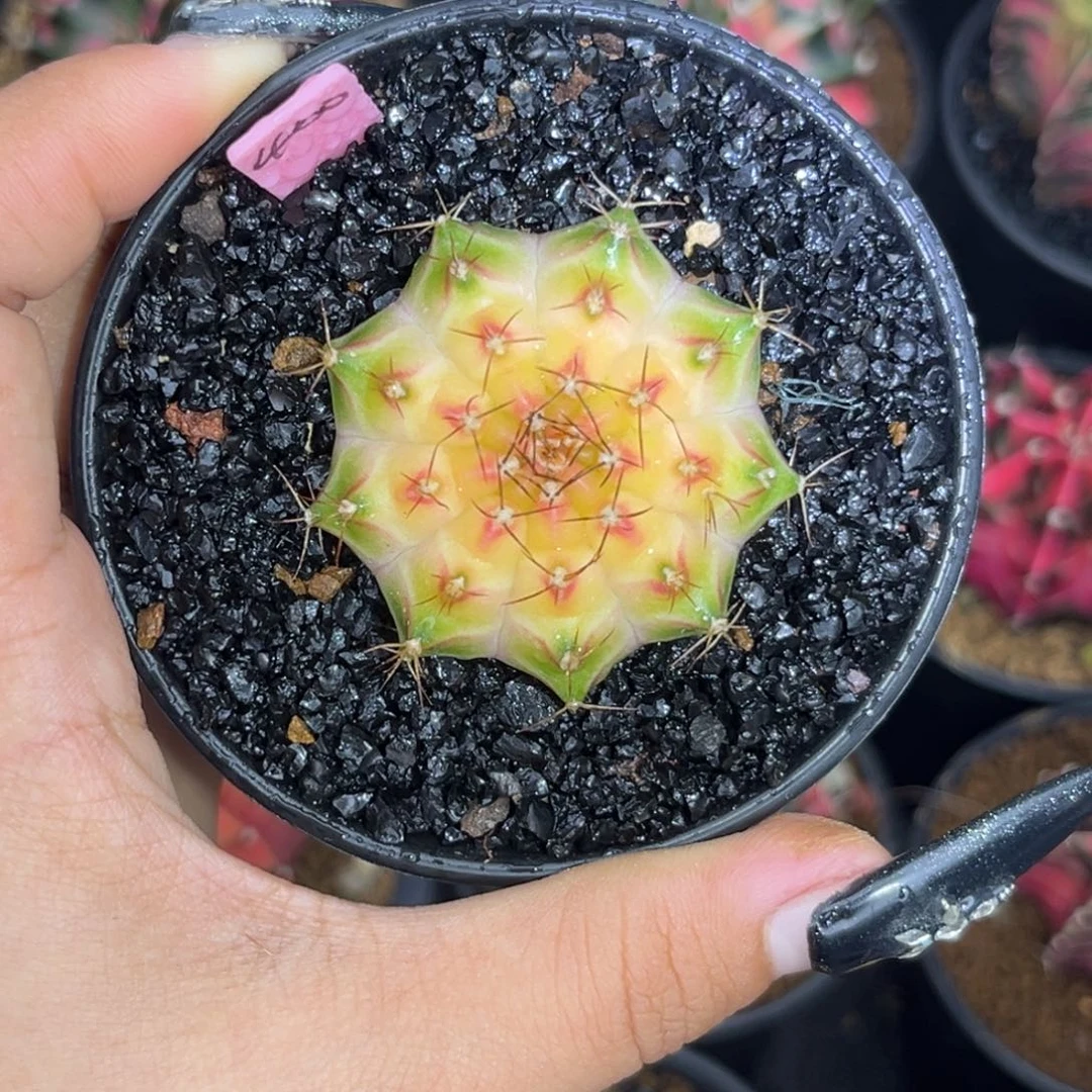 400泰系轮回 带盆土发货