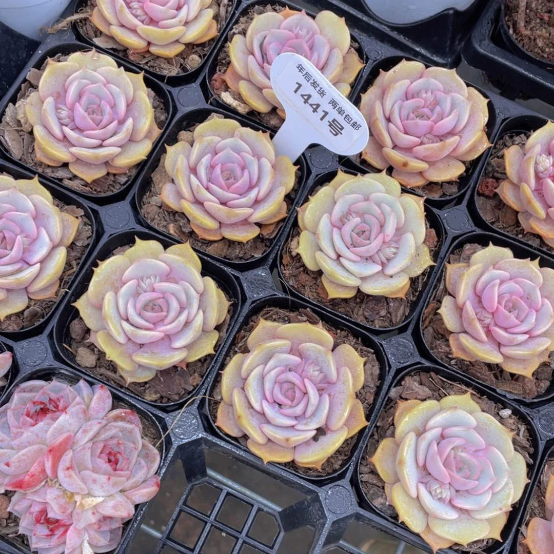 1441号玫瑰花粉蝶单头一个