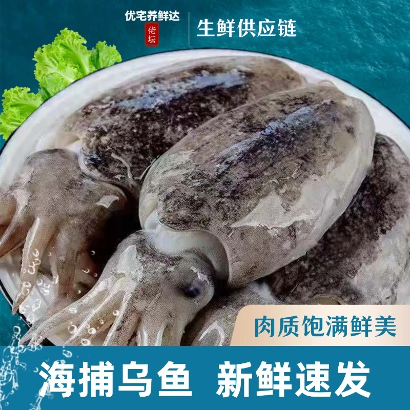 大连海捕 新鲜乌鱼冷链发货