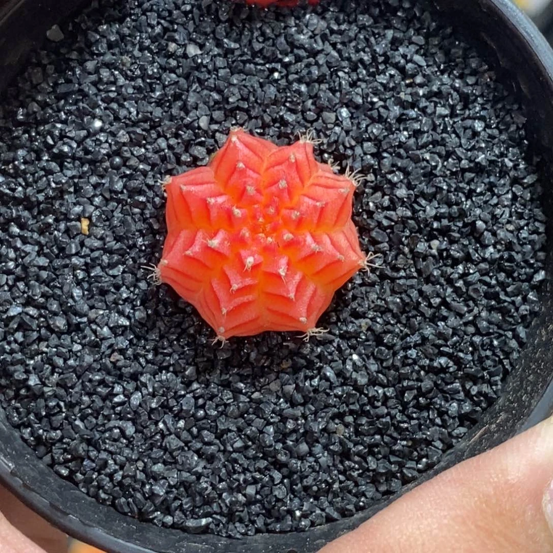 精品米哈—脱土发货30