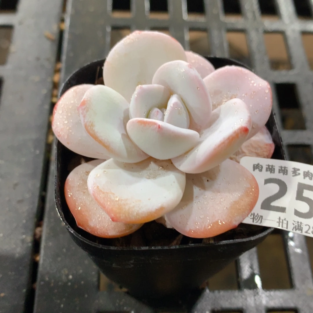 肉萌萌拇指盆精控多肉ZF258