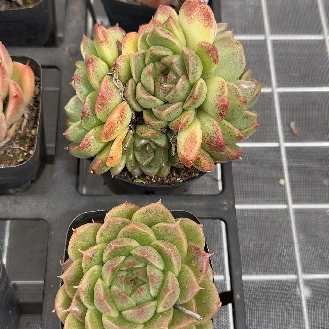 从前慢花园精选海王珍妮