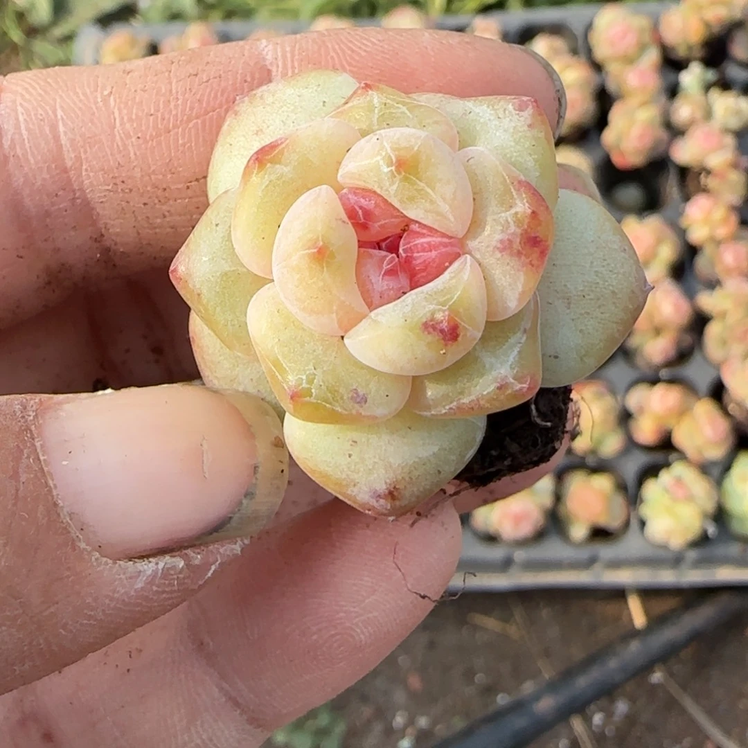 多肉小卡拉米糖心一物一拍