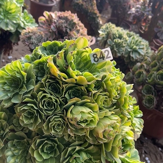 L***丽多肉植物一个琉璃微瑕842