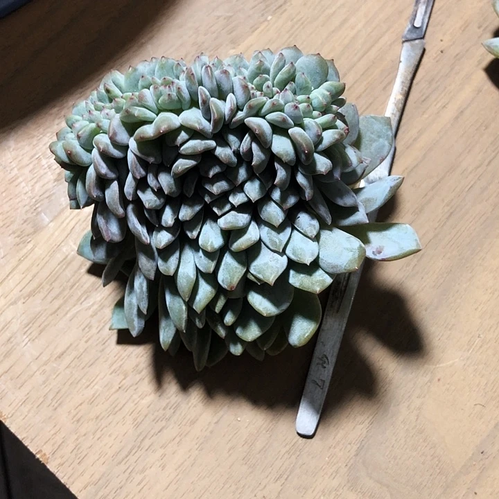 花卷专拍多肉植物