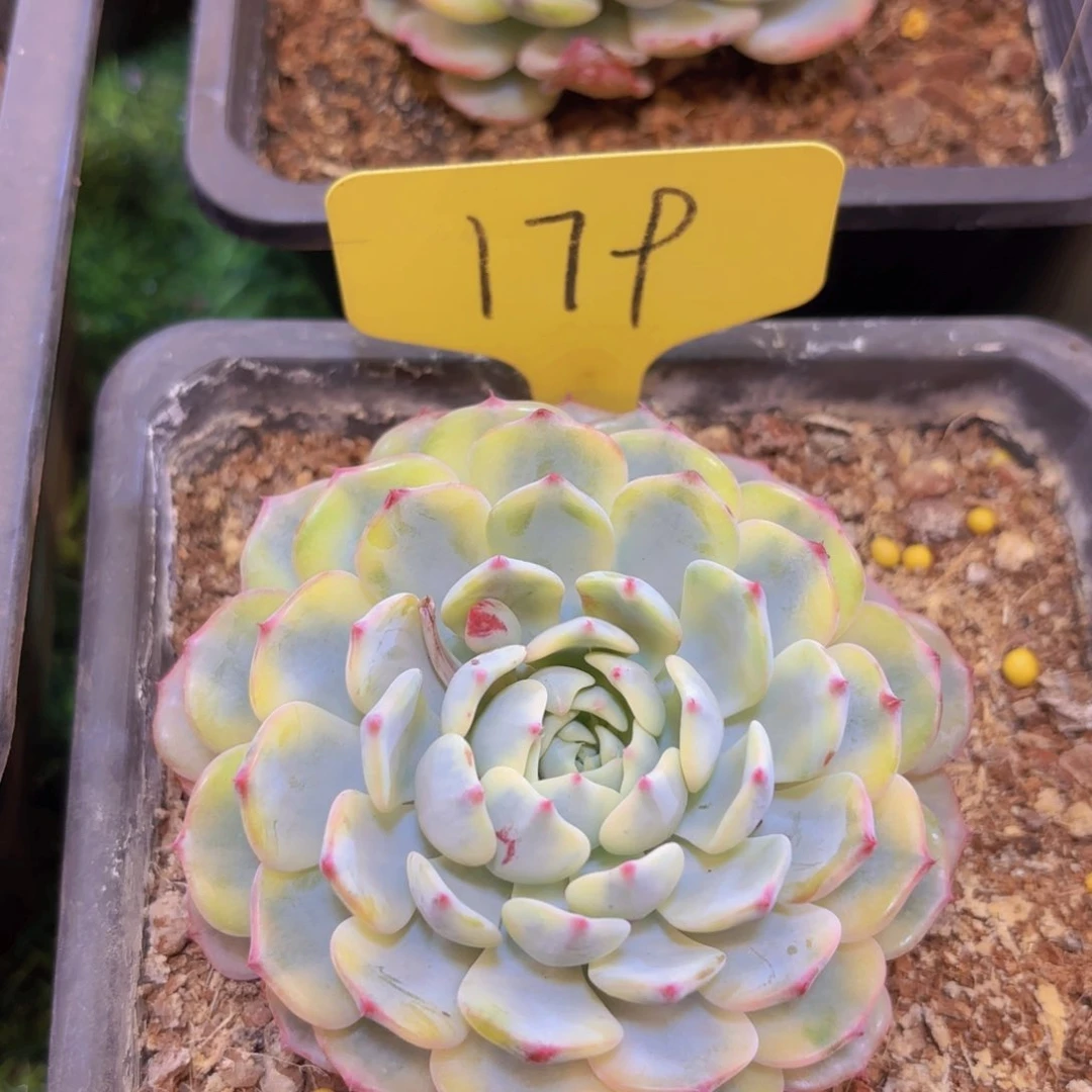 浅**风我的小可爱们都好可爱