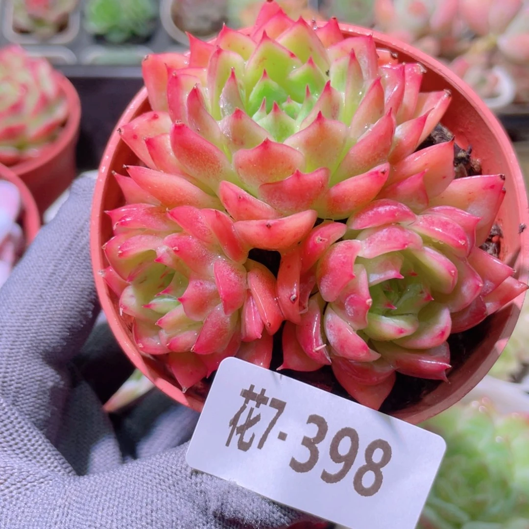 花利美7-398孤星群