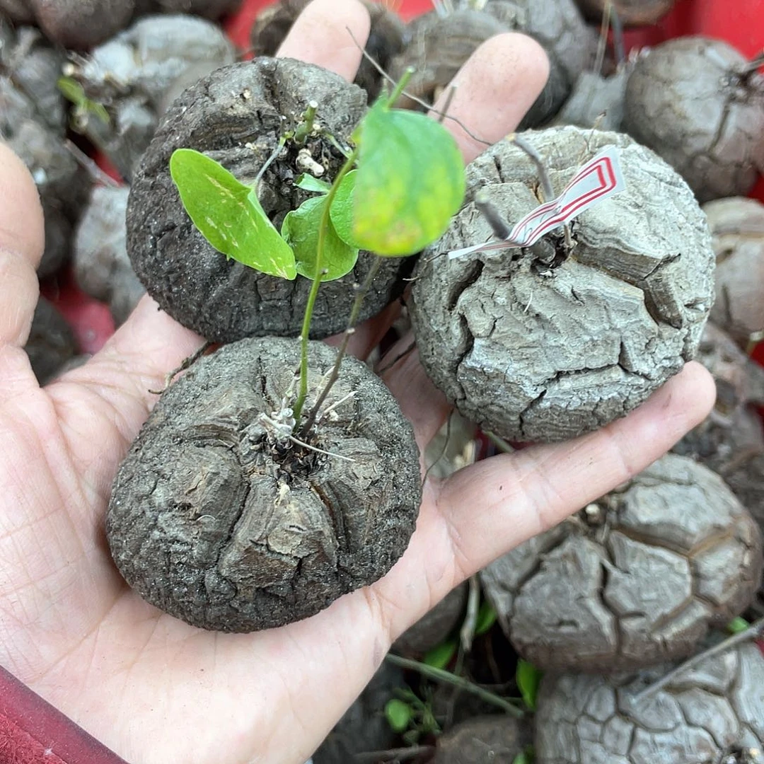 龟甲龙一物一拍1619号3颗