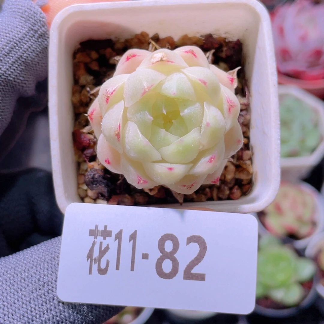 花利美 11-82麦秆