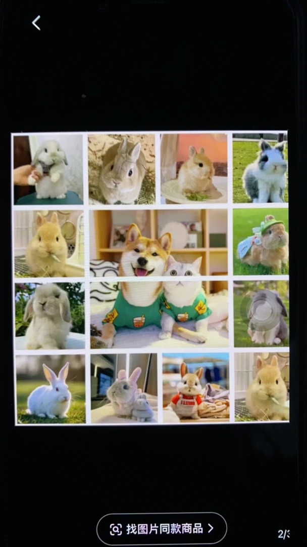 宠物相册定金拍前咨询客服