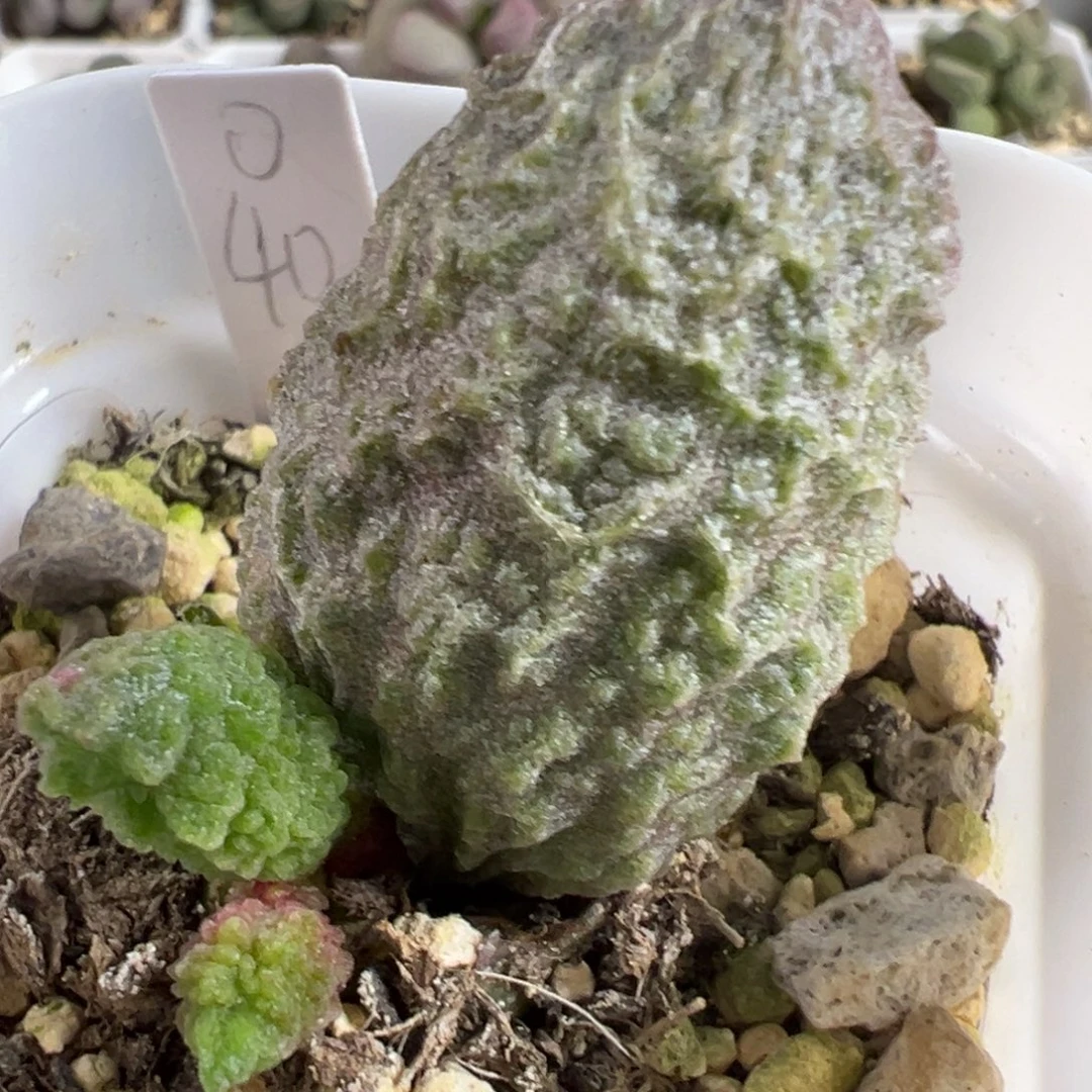 实生新品大苗多肉植物水泡多肉植物