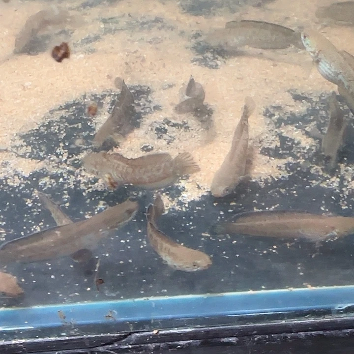 雷龙无科技奶茶雷龙