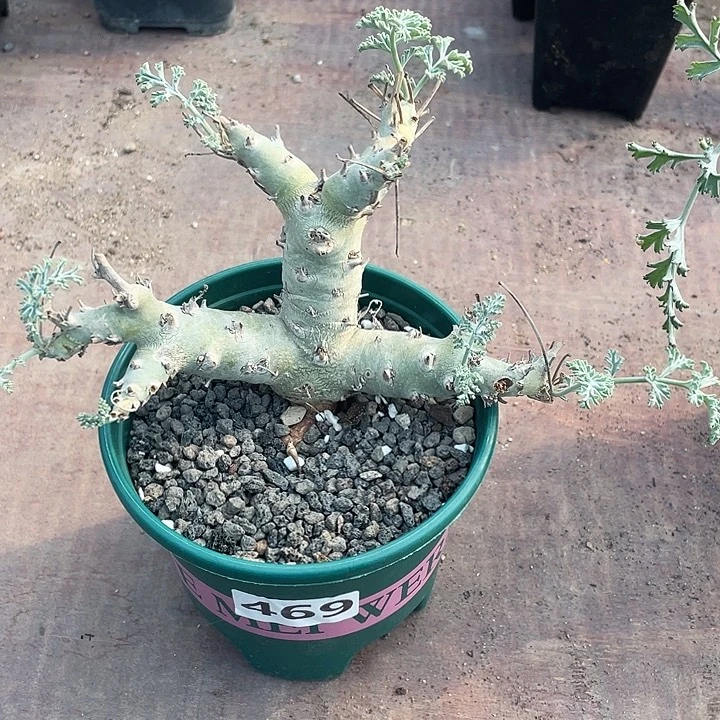 469沉香鹿茸杨葵块根