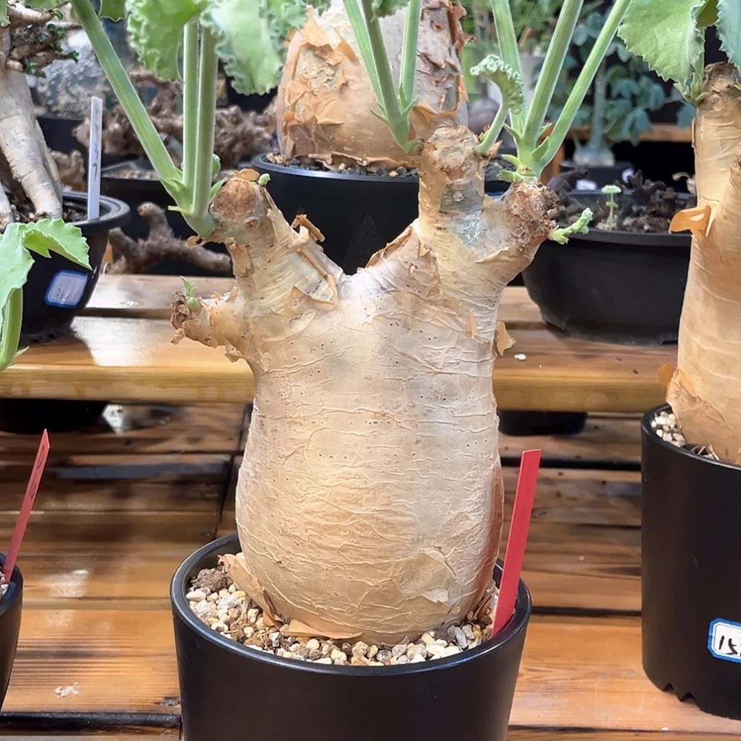 潮流植物产地安哥拉葡萄翁，皱叶D08